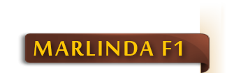 marlinda_f1