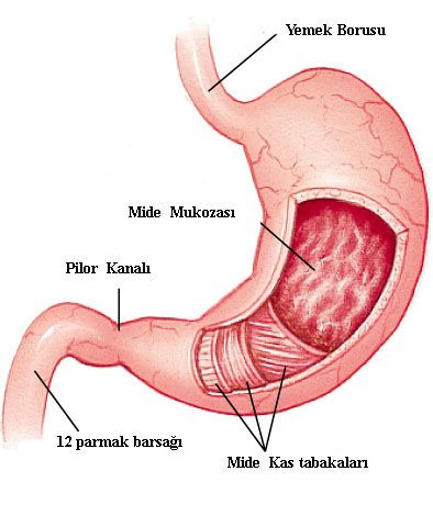 Gastrit ve ülser - mide hastalığının nedenleri ve semptomları Gastrit ve ülser - mide hastalığının nedenleri ve semptomları
